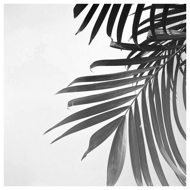 Palms Fall