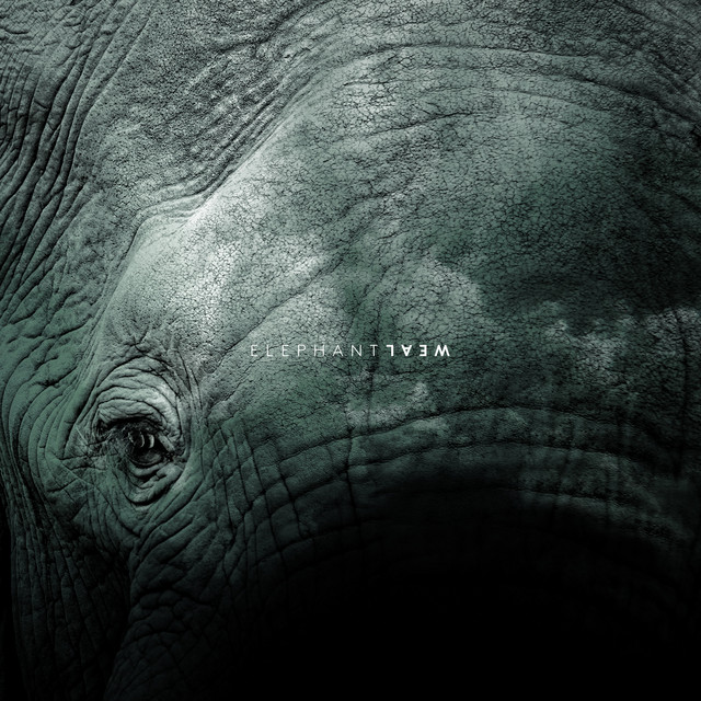 Elephant (single)