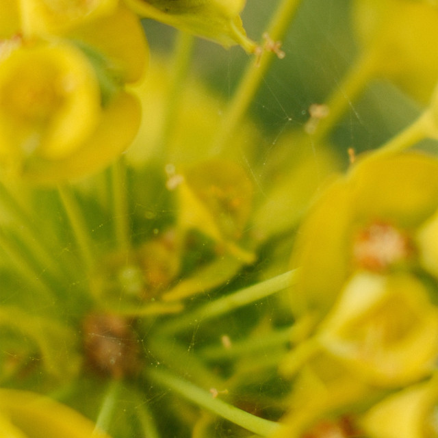 Euphorbia artwork