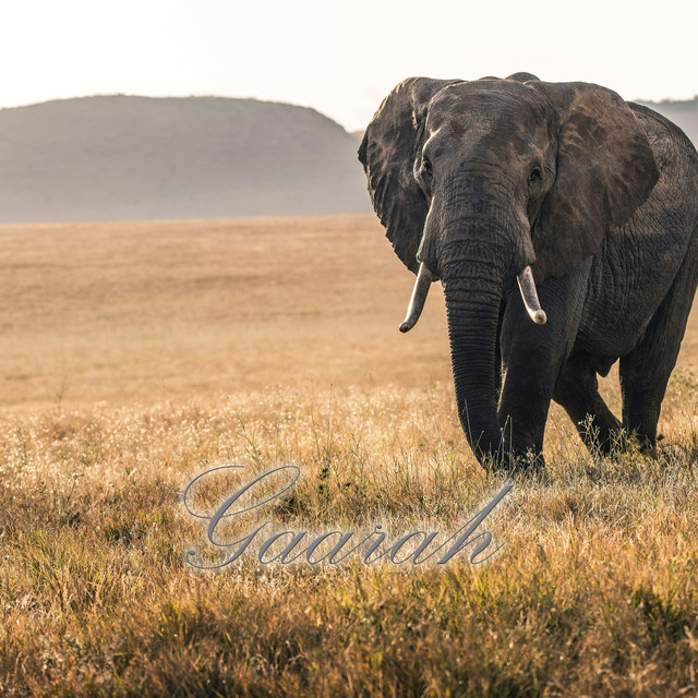 Gaarah