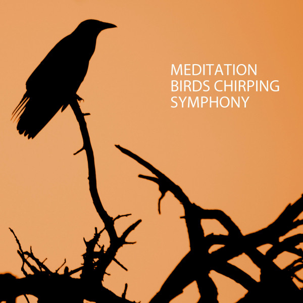 Meditation: Birds Chirping Symphony - Album by Sleeping Music For