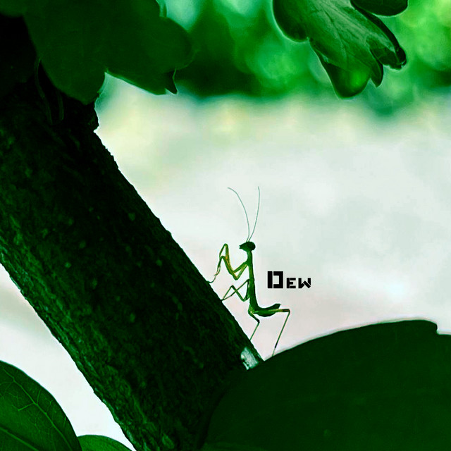 Обкладинка: Dew — 7GRM
