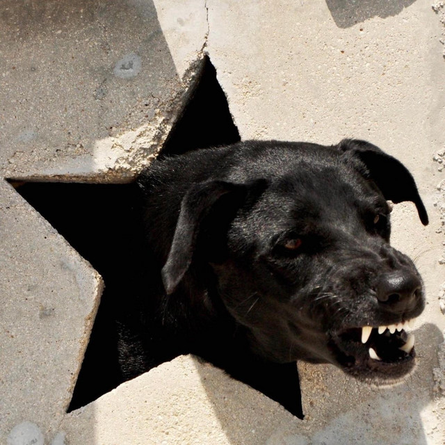 BARK BARK cover art