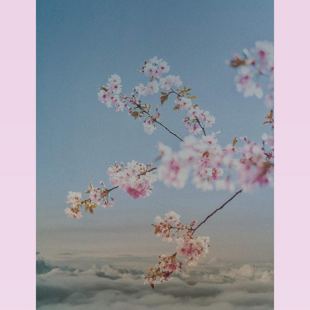 blossom clouds cover art