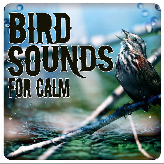 Birds in the Morning