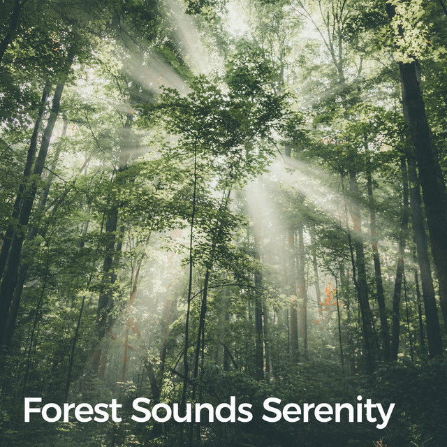 Forest Sounds Serenity (Calming Woodland) [Calm & Seamless] cover art