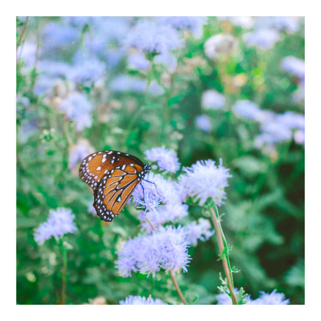 Butterflies (Ambient Version) cover art
