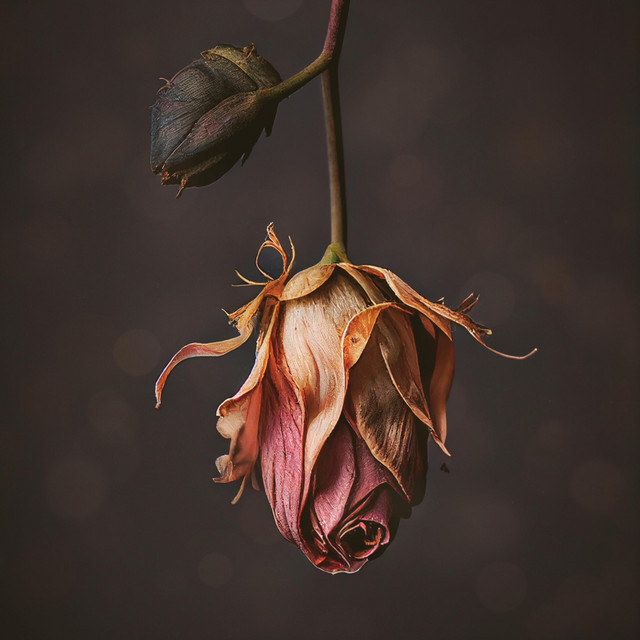 bite down cover art
