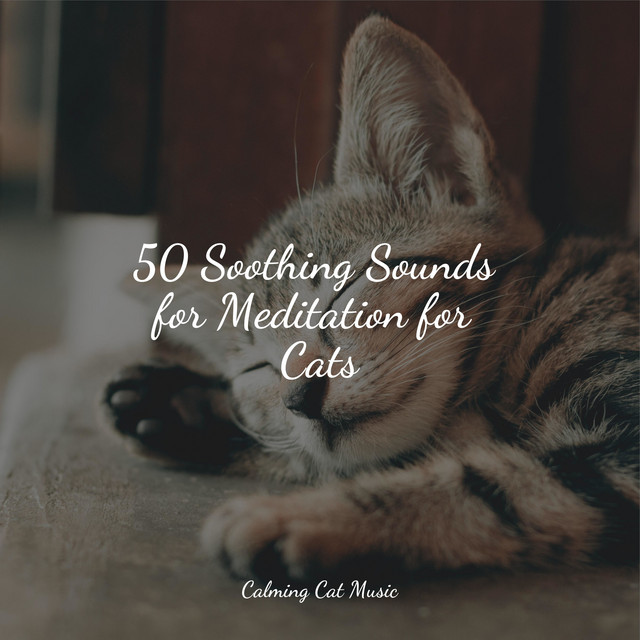 50 Soothing Sounds for Meditation for Cats - Album by Jazz Music ...
