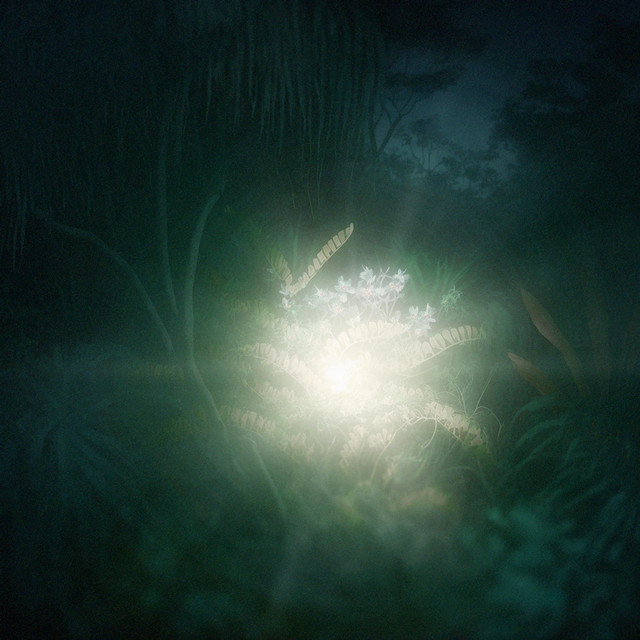 变叶木 cover art