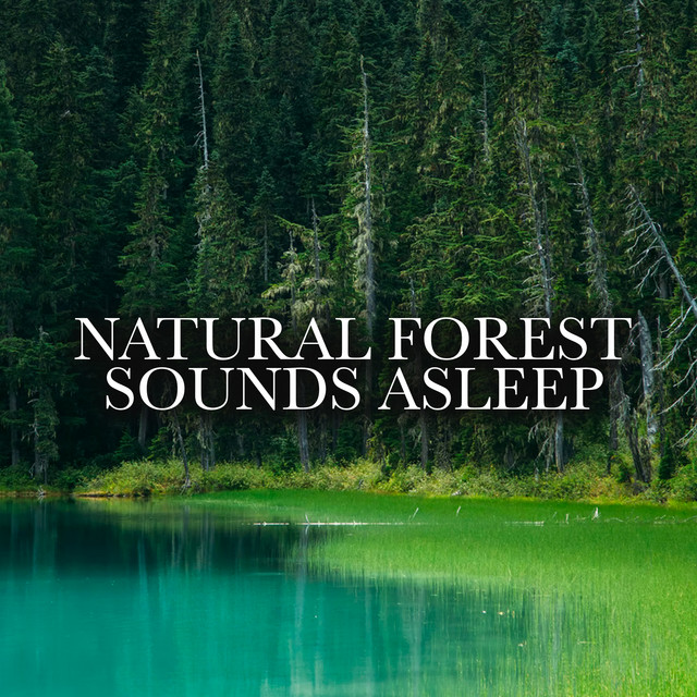 Natural Forest Sounds Asleep - Album by Natural Forest Sounds | Spotify