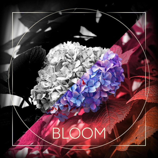 Bloom (single)