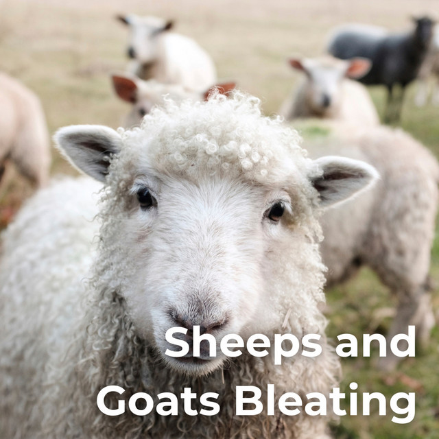 Sheeps and Goats Bleating cover art