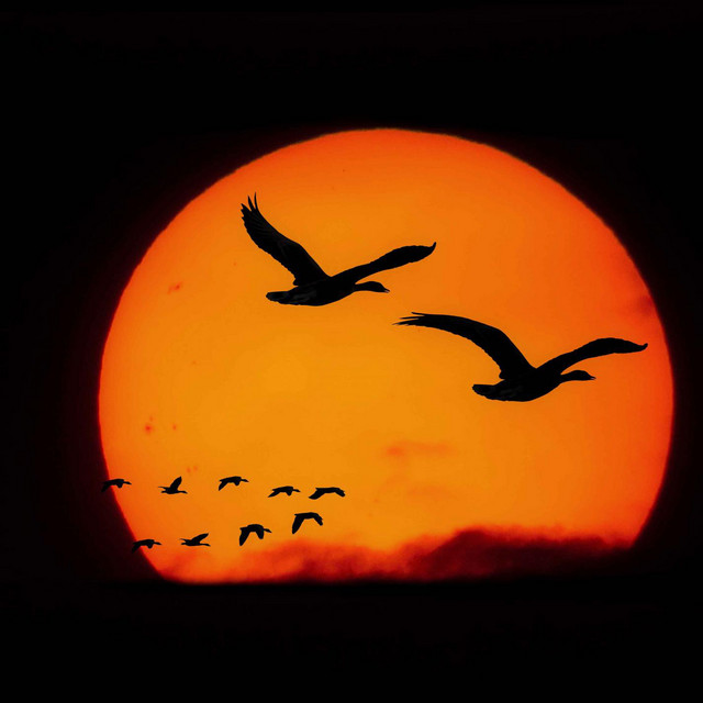 fleeing the sunset cover art