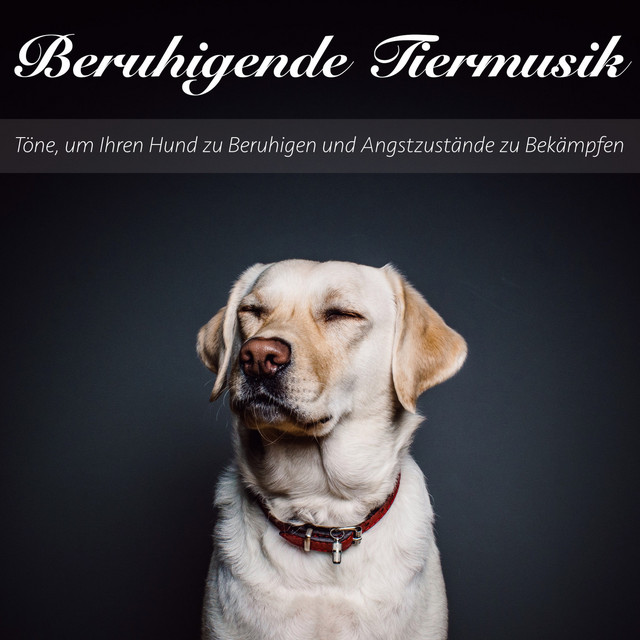 Beruhigende Tiermusik: Töne, Um Ihren Hund Zu Beruhigen Und Angstzustände Zu Bekämpfen cover art
