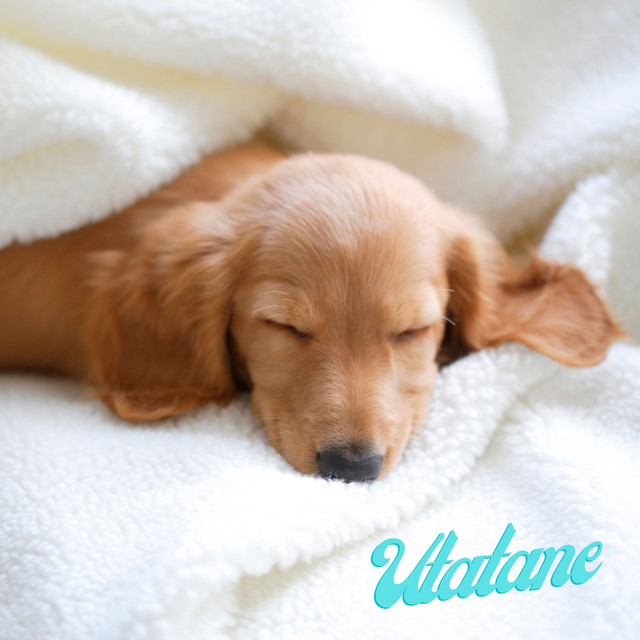 Utatane cover art