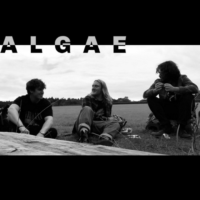 Algae cover art
