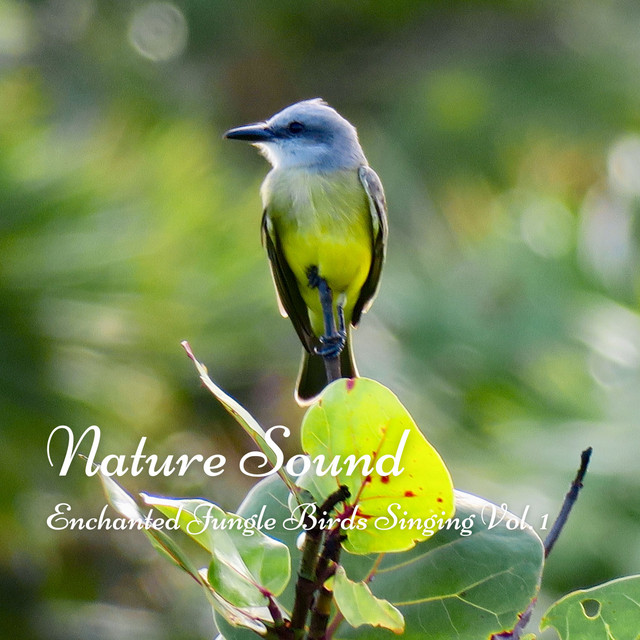 Nature Sound: Enchanted Jungle Birds Singing Vol. 1 cover art