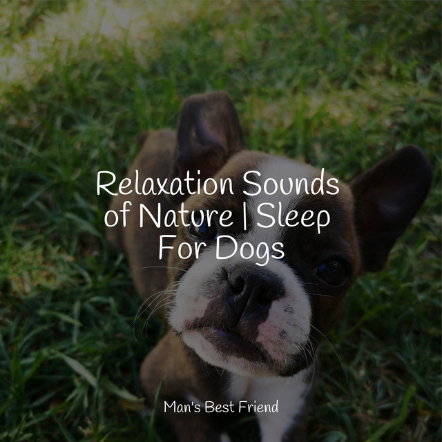 Relaxation Sounds of Nature | Sleep For Dogs - Album by Music for Dogs ...