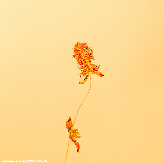 Cornfields cover art