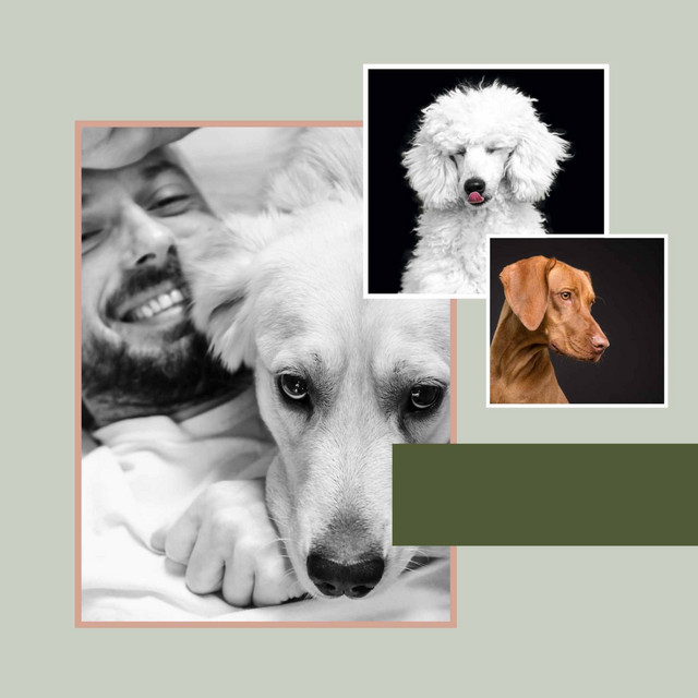Tenor Sax Jazz - Background for Bright-Eyed Doggy cover art