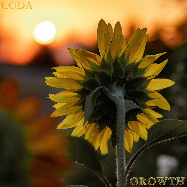 Growth cover art