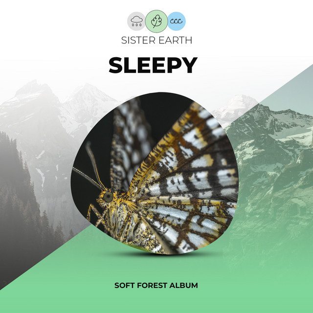 Soft Sleepy Forest Album - Album by Nature Sounds Nature Music | Spotify