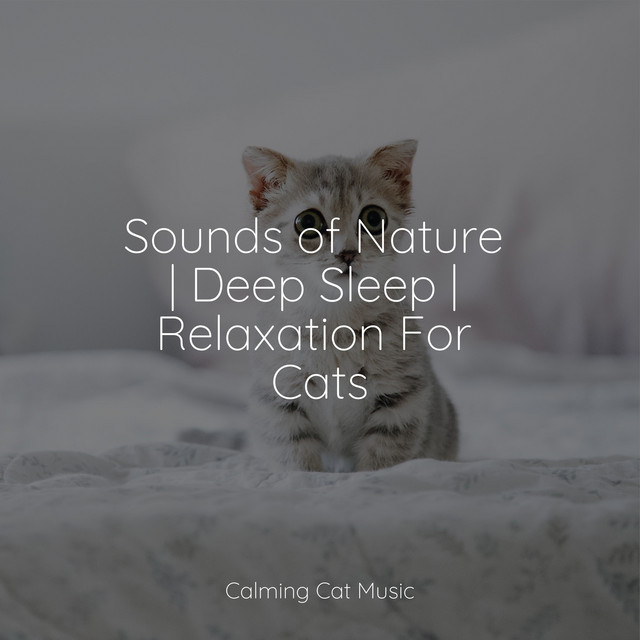 Sounds of Nature | Deep Sleep | Relaxation For Cats - Album by Music ...