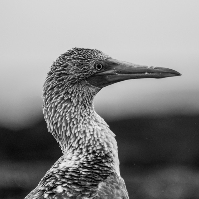 Galápagos cover art