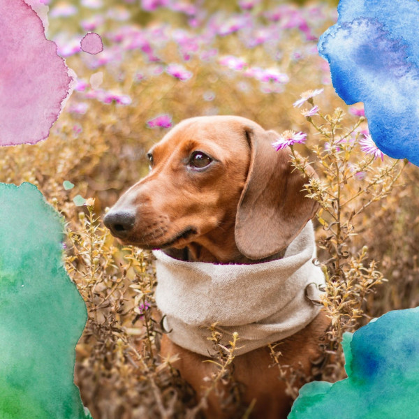 Vibraphone and Tenor Saxophone Solos (Music for Well Trained Dogs) cover art