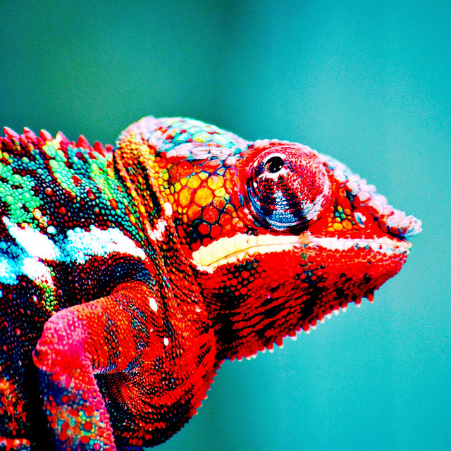 This Lizard's Eye cover art