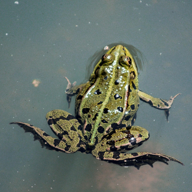Frogs - Single by Ernest Devlin | Spotify