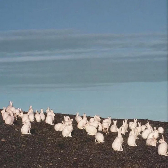 Bunny Island cover art