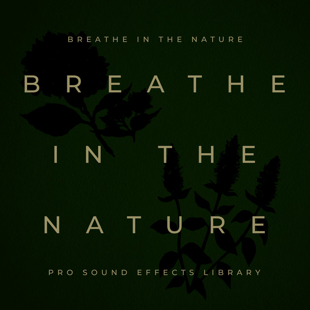 Forest At Dusk - song and lyrics by Pro Sound Effects Library | Spotify