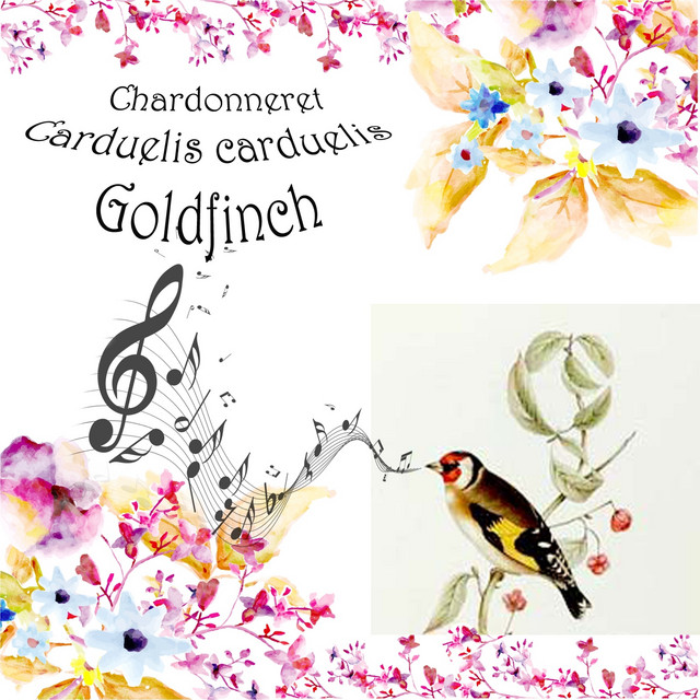 Goldfinch Photo