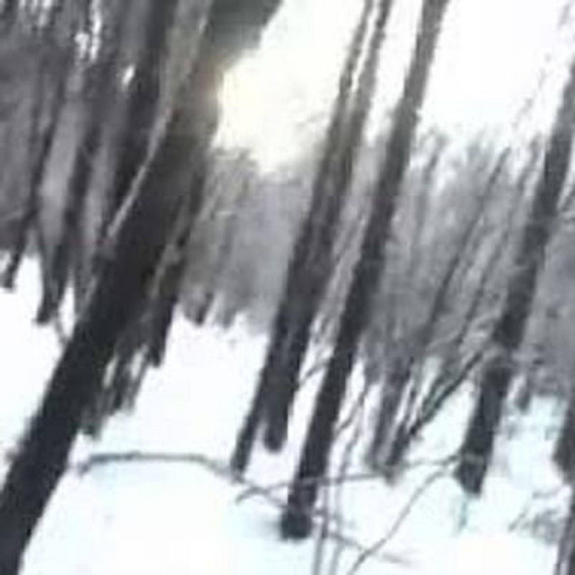 real forest music cover art