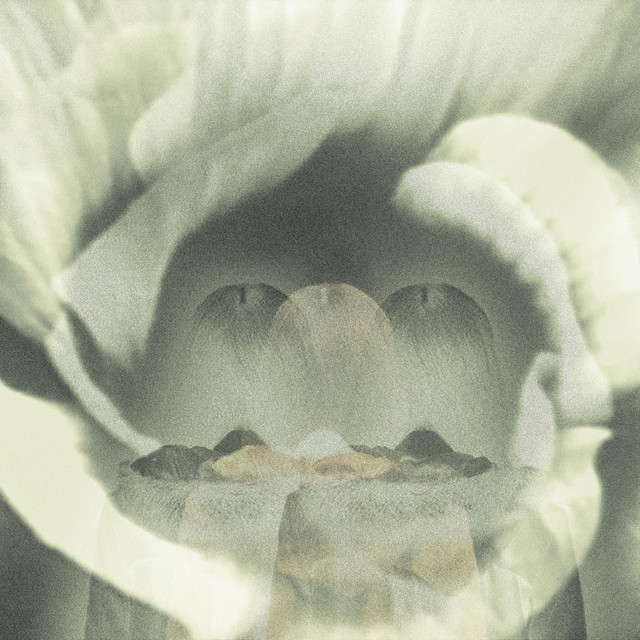 Echo of the Low Light - Earthly Blooms