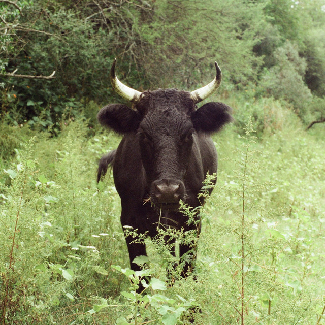 TORO cover art