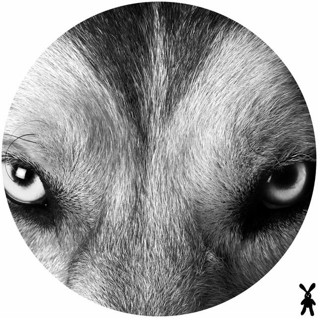 Wolf cover art