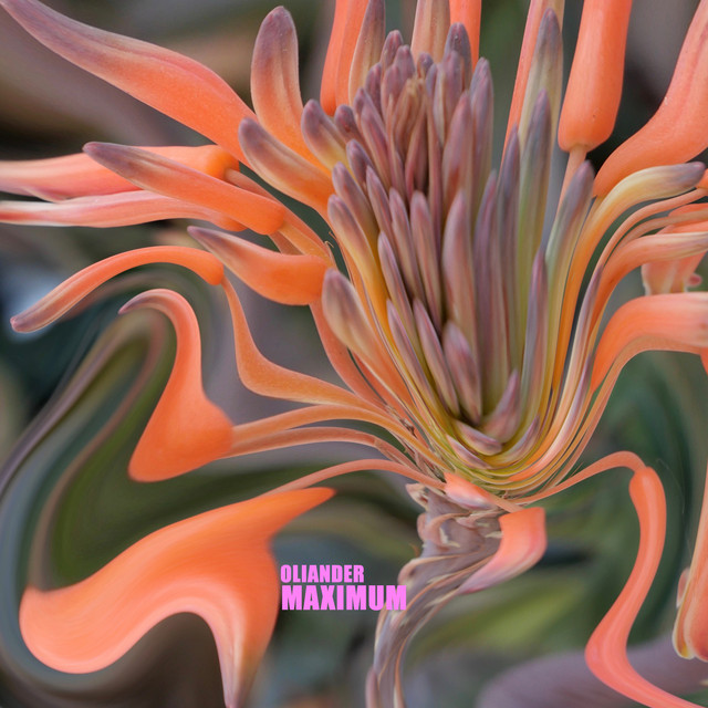 Maximum cover art