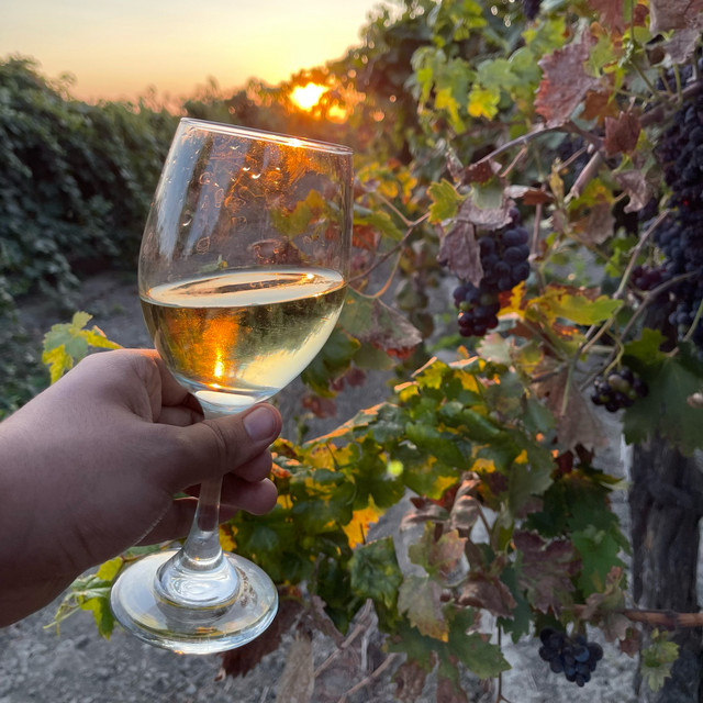 grapevine cover art