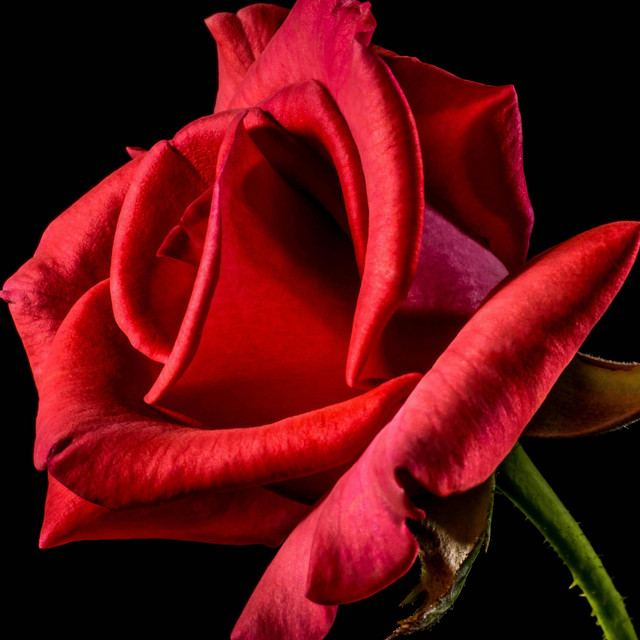 ROSES cover art