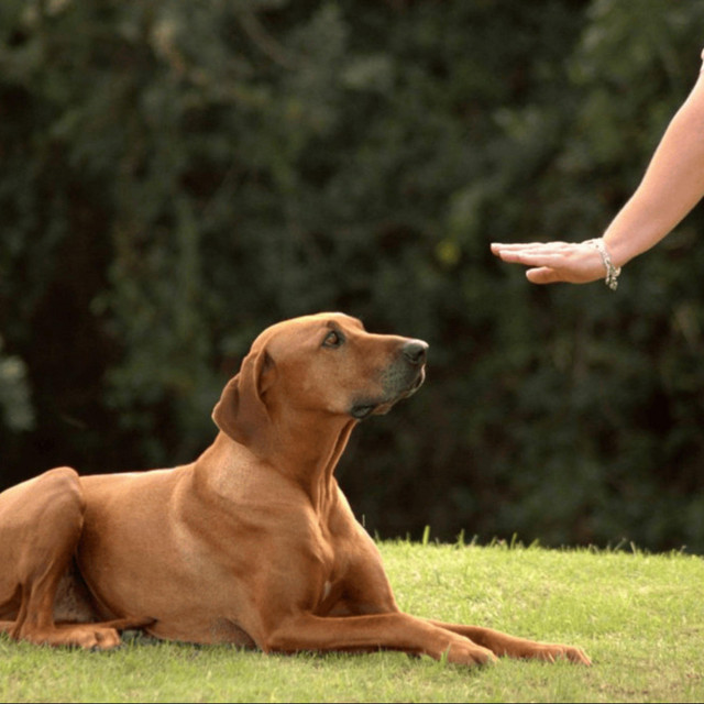 Obedience