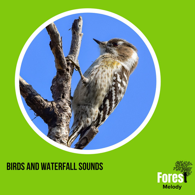 Birds and Waterfall Sounds cover