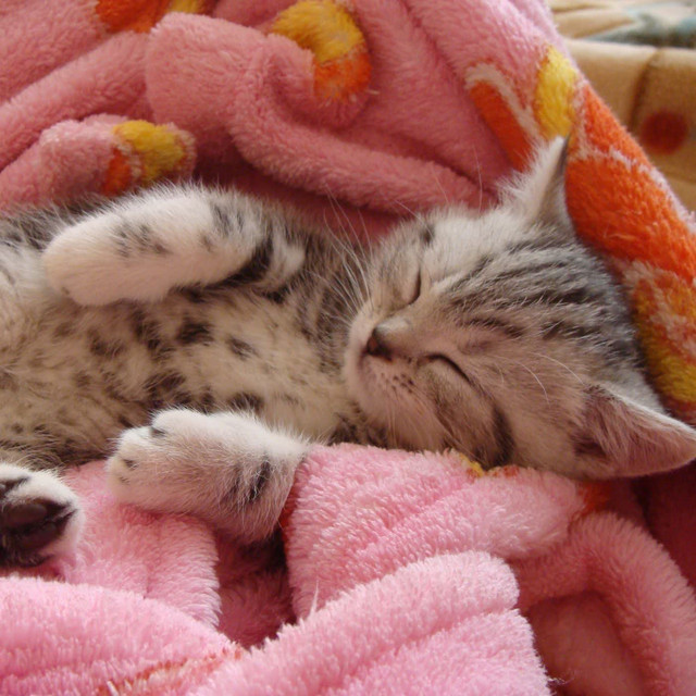 Soft Kitty, Warm Kitty Lullaby cover art