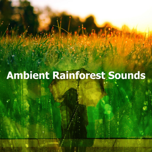 Ambient Rainforest Sounds - Album by The Rainforest Collective | Spotify