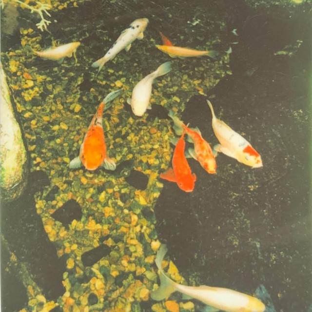 numbmoi & ian in the water present: "forever, kohaku." cover art
