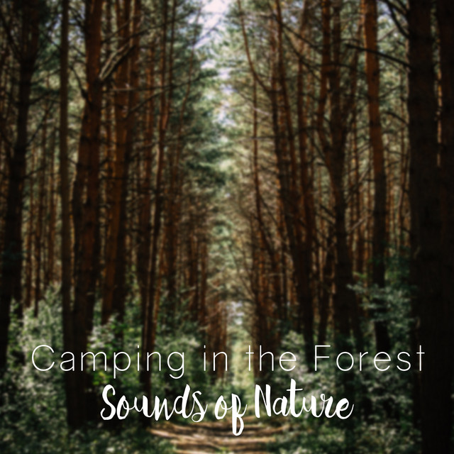 Camping in the Forest Sounds of Nature cover art