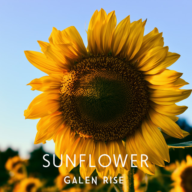 Sunflower cover
