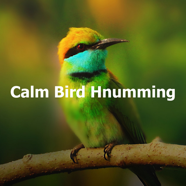 Calm Bird Hnumming - Album by Calm Bird Sounds | Spotify